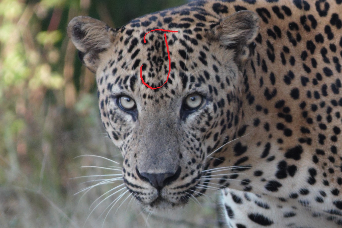 J letter on forehead