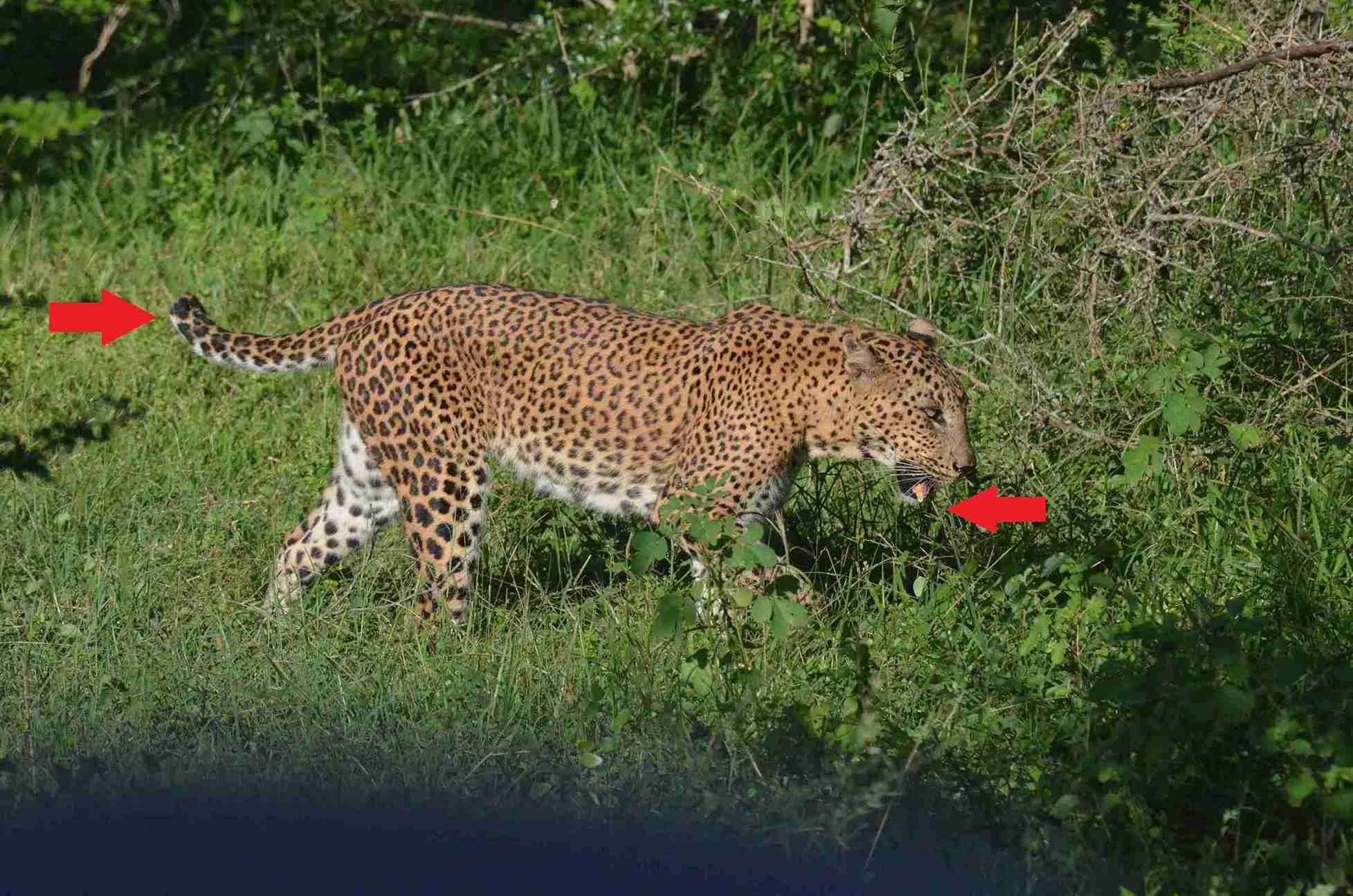 With broken tail and injured jaw (February 2018)_11zon