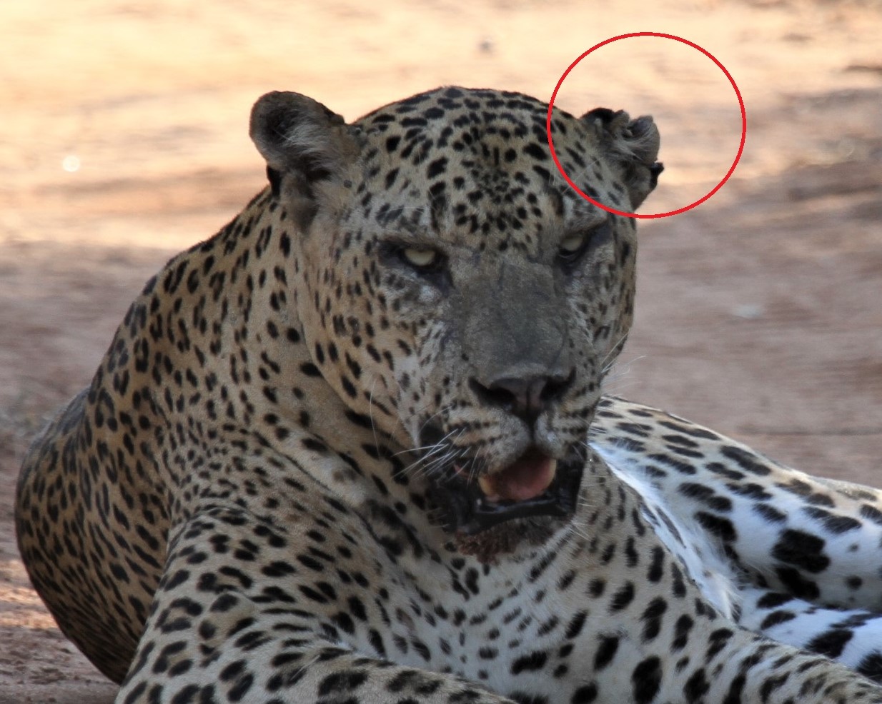 August 2020 at Sathwila -new road (6)