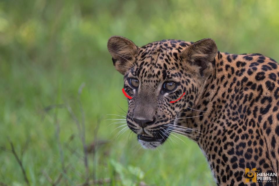 26167504_1773318732691979_5774045167213300165_n