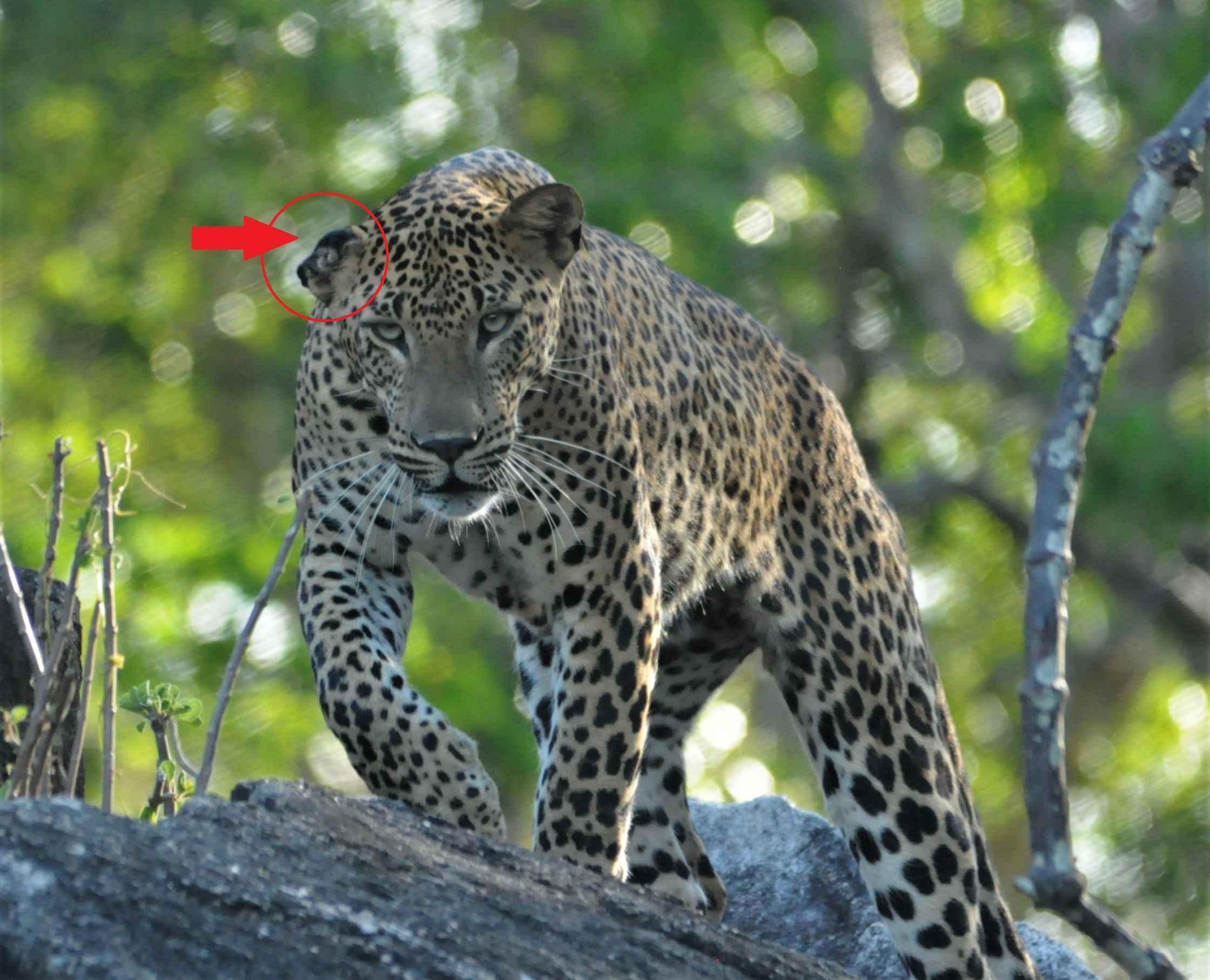 Right earlobe was missing