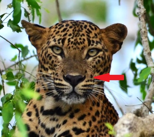 One big spot on left