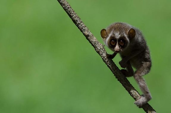 The-Loris-Experience